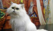 Cafe and museum ″Republic of Cats″ for children and adults